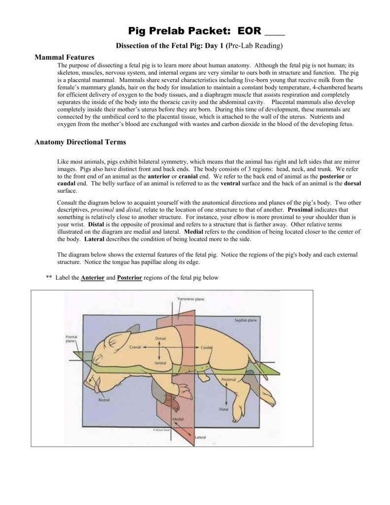 Fetal Pig Dissection Prelab Anatomy Physiology