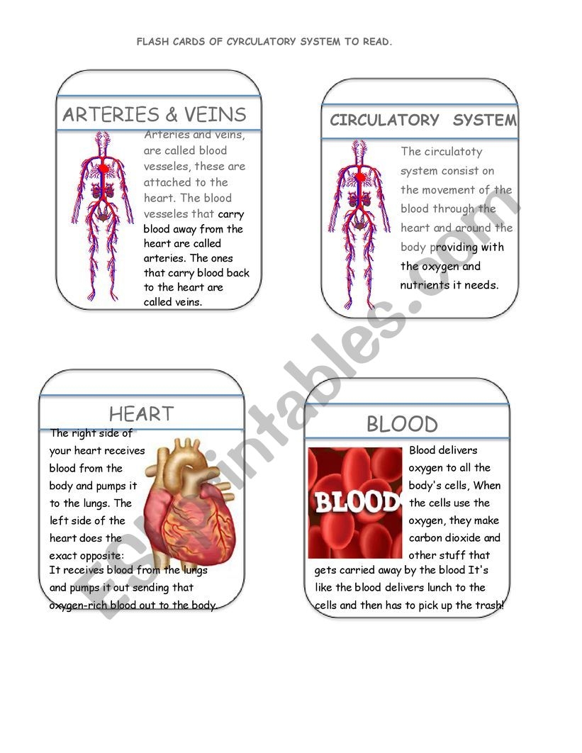 Flash Cards circulatory System ESL Worksheet By Fannysec
