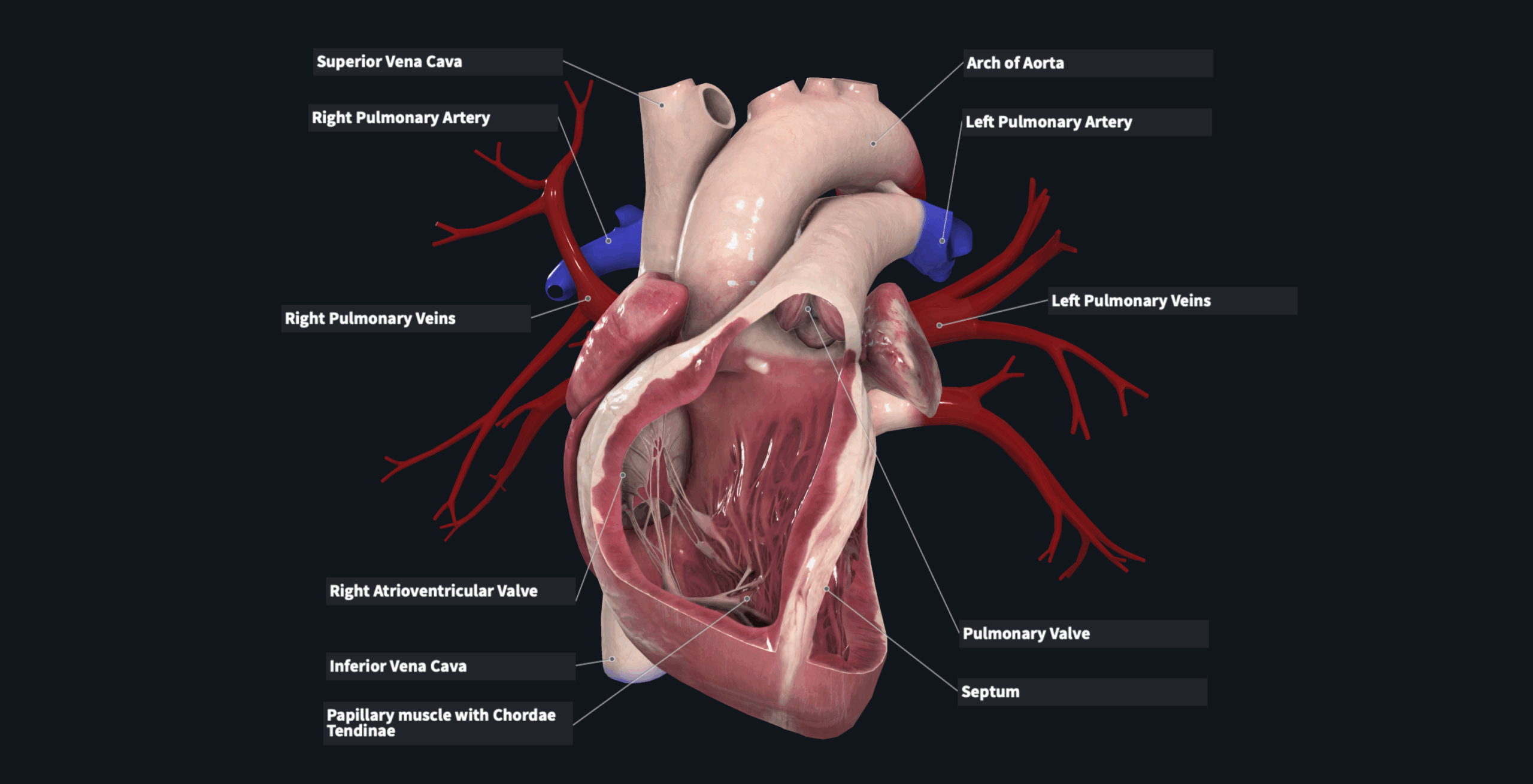 Flashcard Circulatory System 1