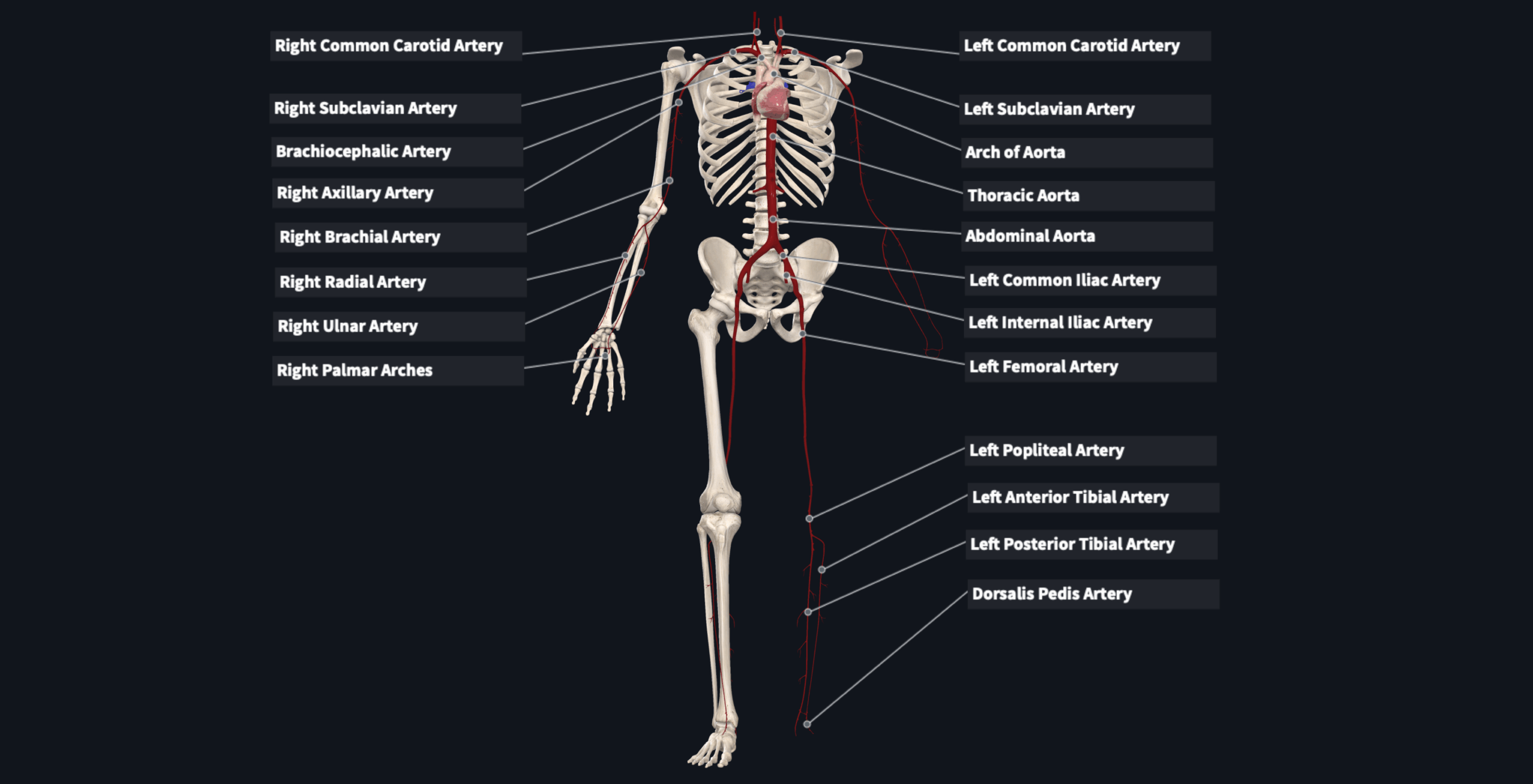 Flashcard Circulatory System Arteries Aorta And Main Arteries Of The Limb