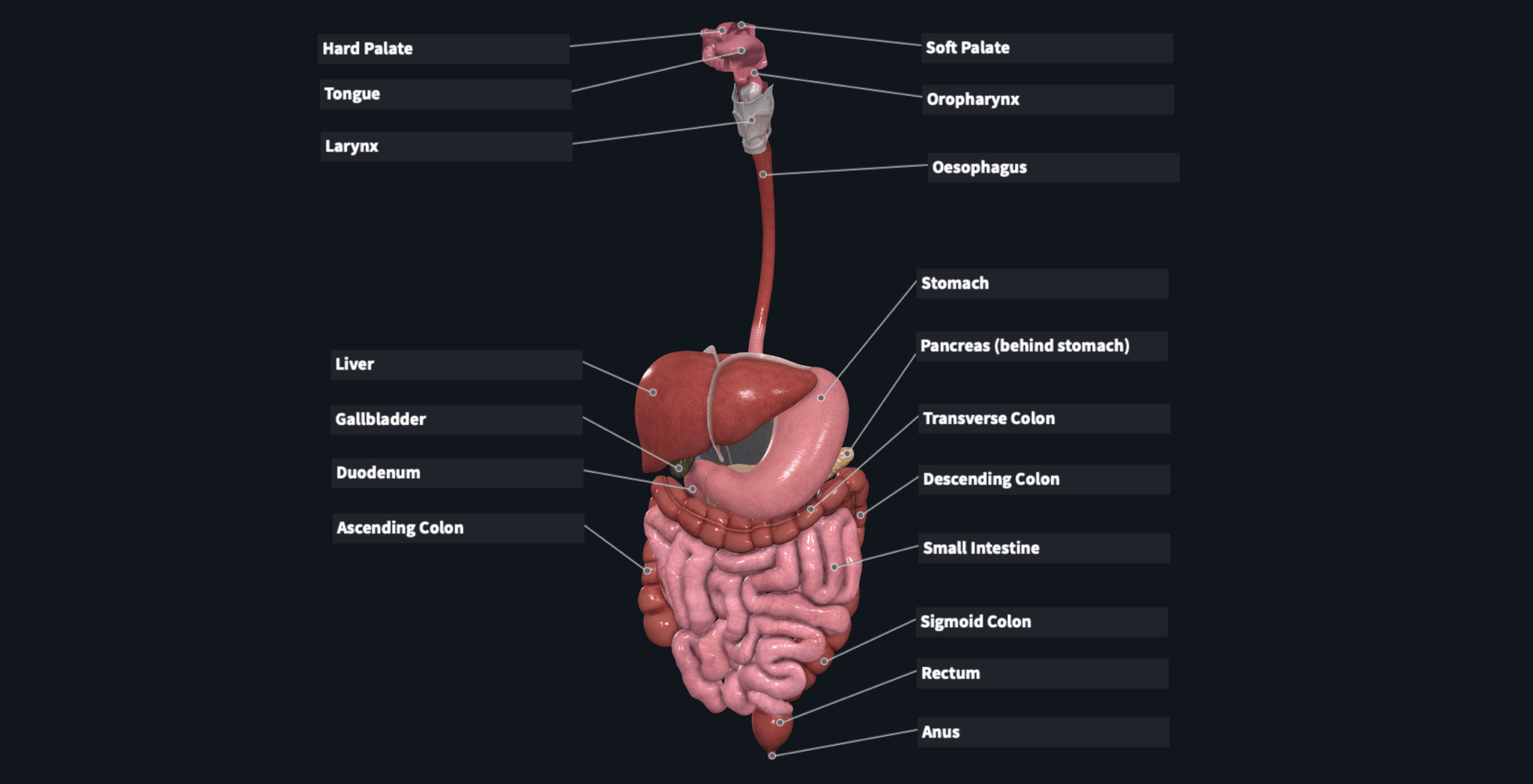 Flashcard Digestive System Overview Of The Digestive System Organs
