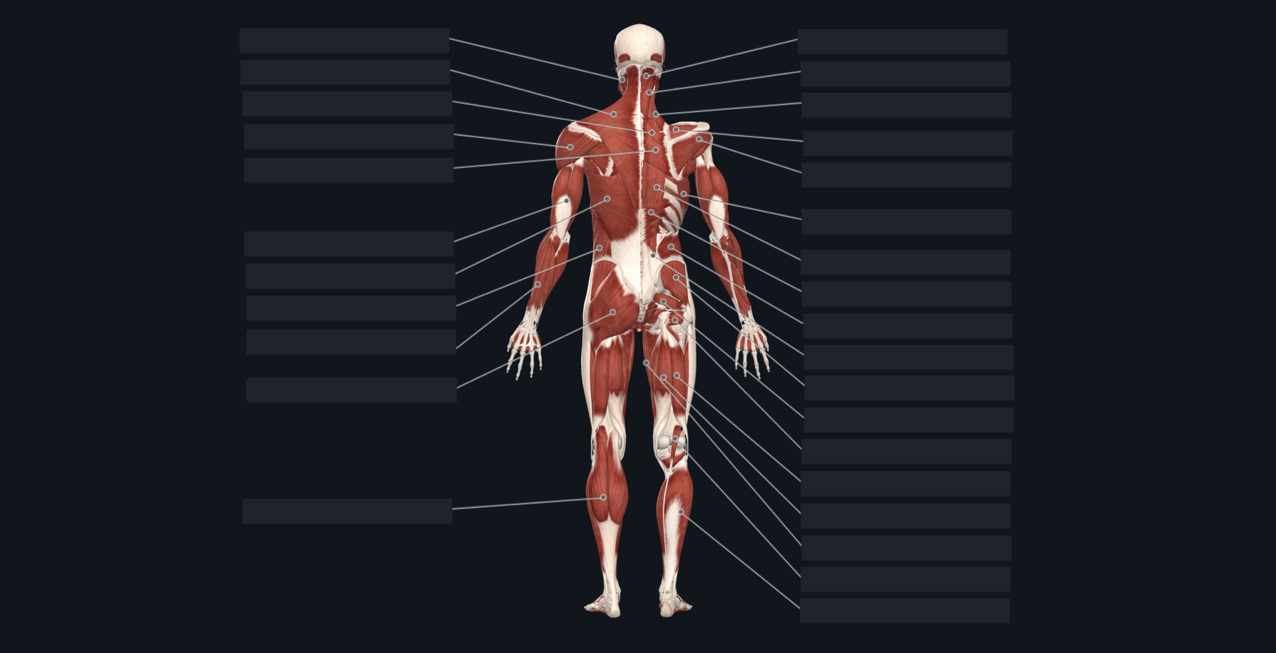 Flashcard Muscles Back View