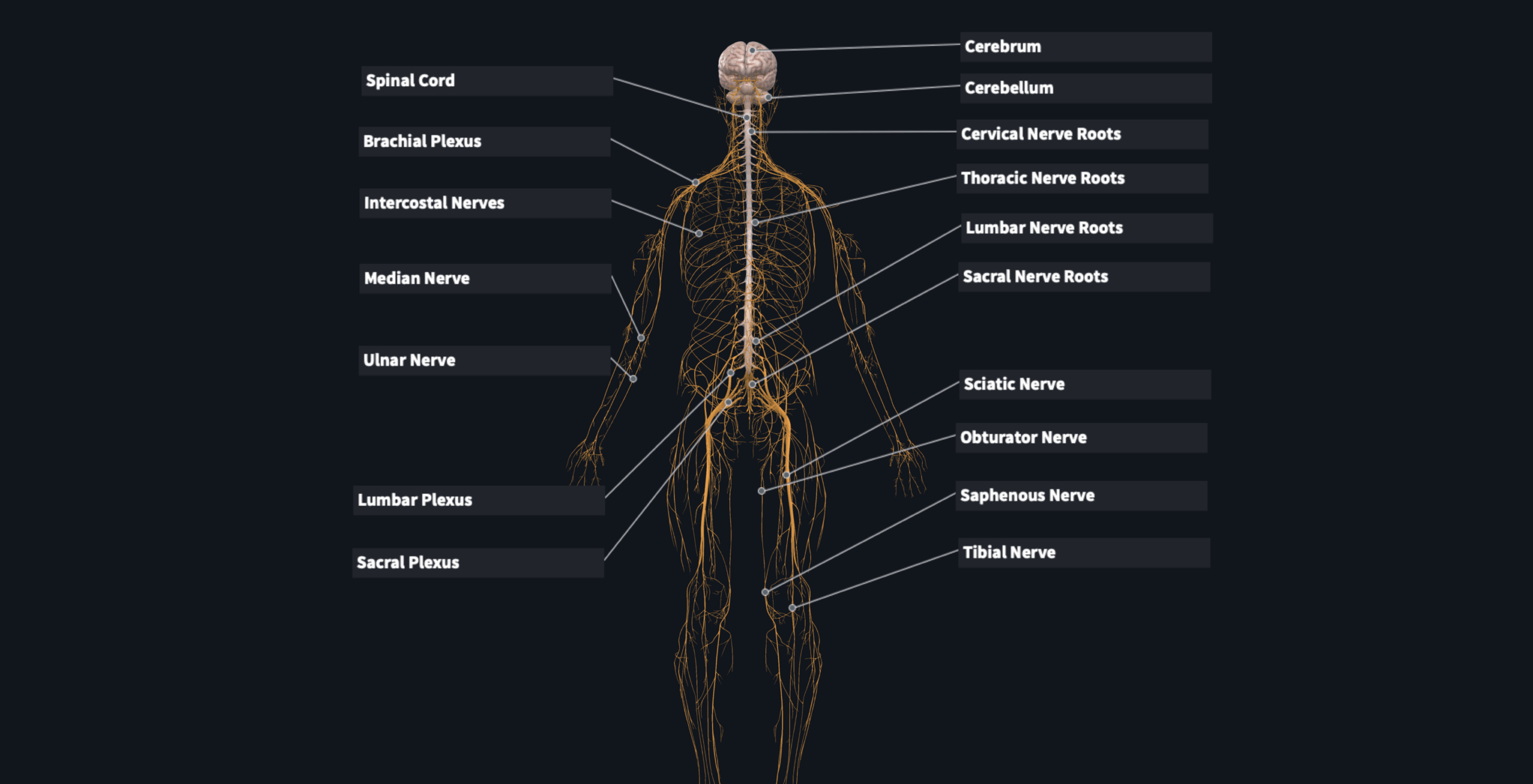 Flashcard Nervous System Distribution Of The Major Nerves