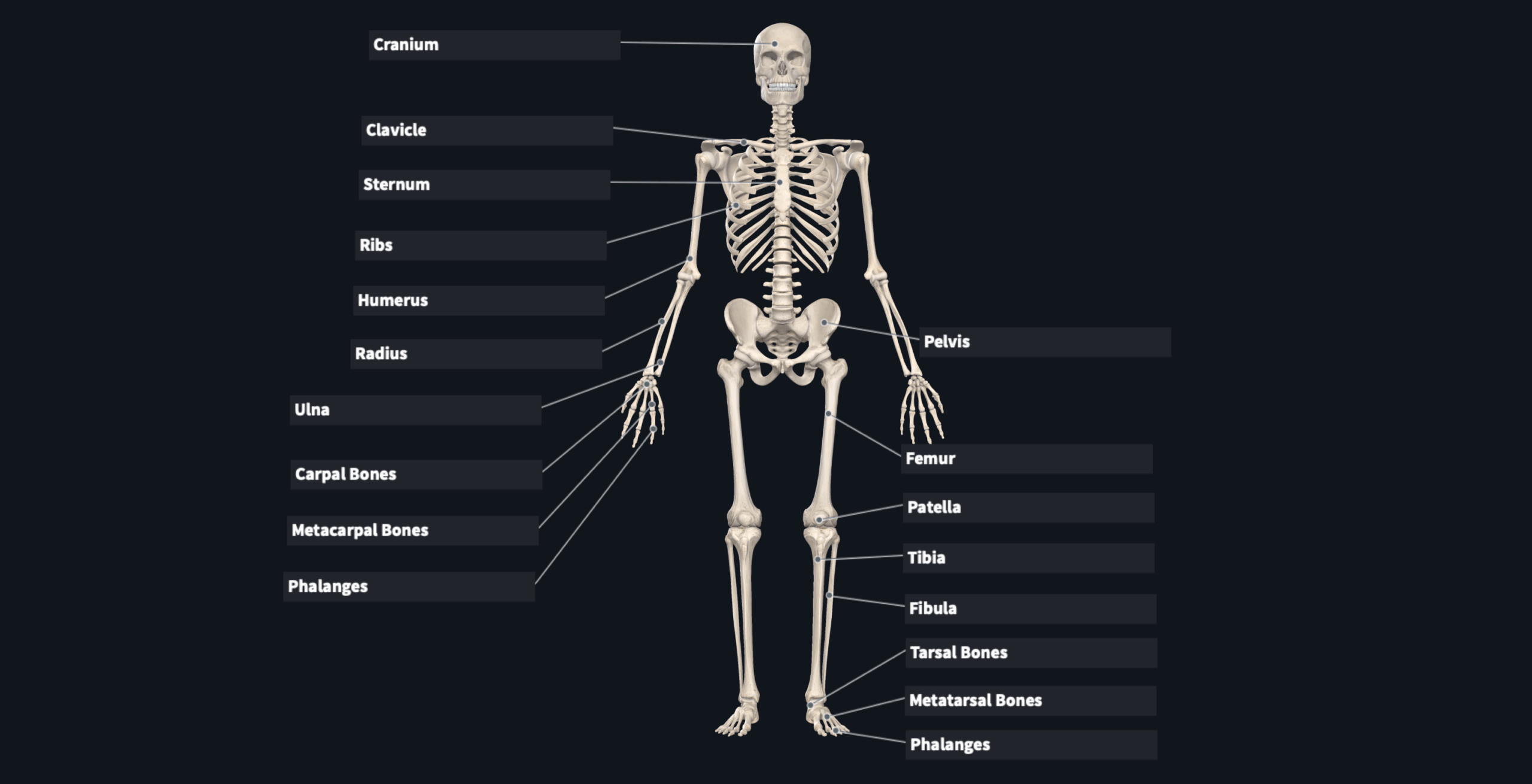 Flashcard Skeletal System Anterior