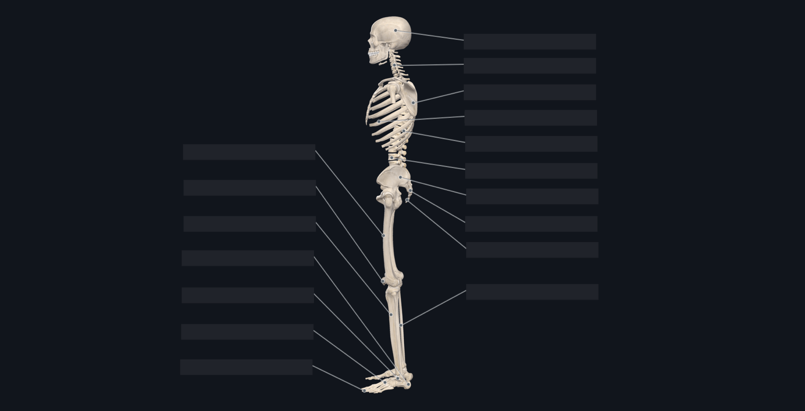 Flashcard Skeletal System Lateral