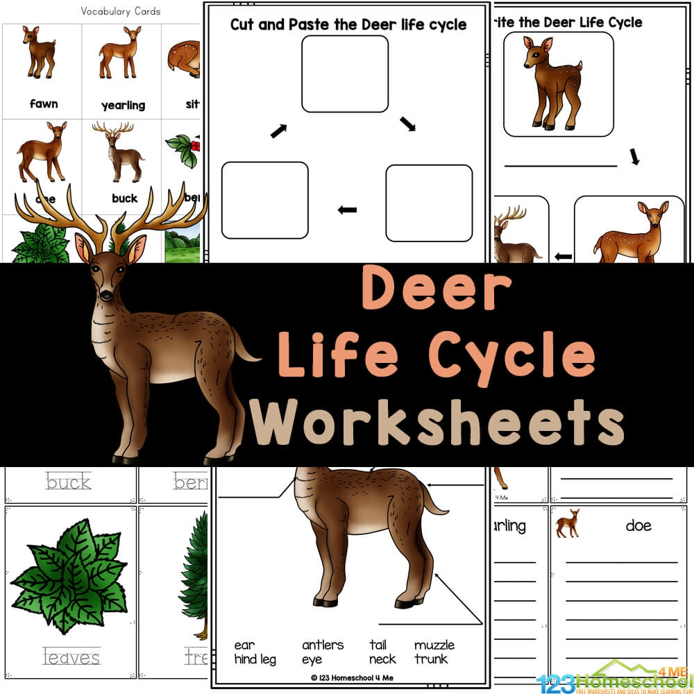 FREE Printable Deer Life Cycle Worksheets For Elementary Students