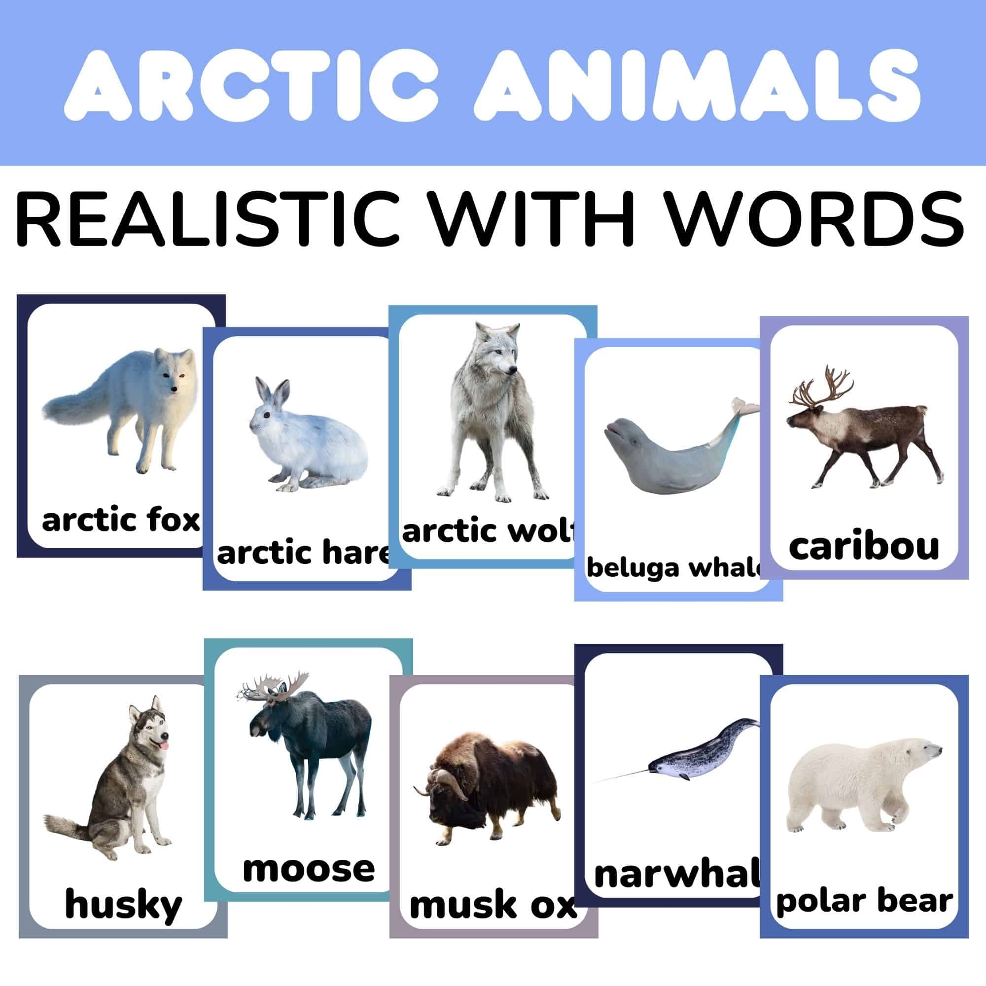 FREE Realistic Arctic Animal Flashcards With Words PDF