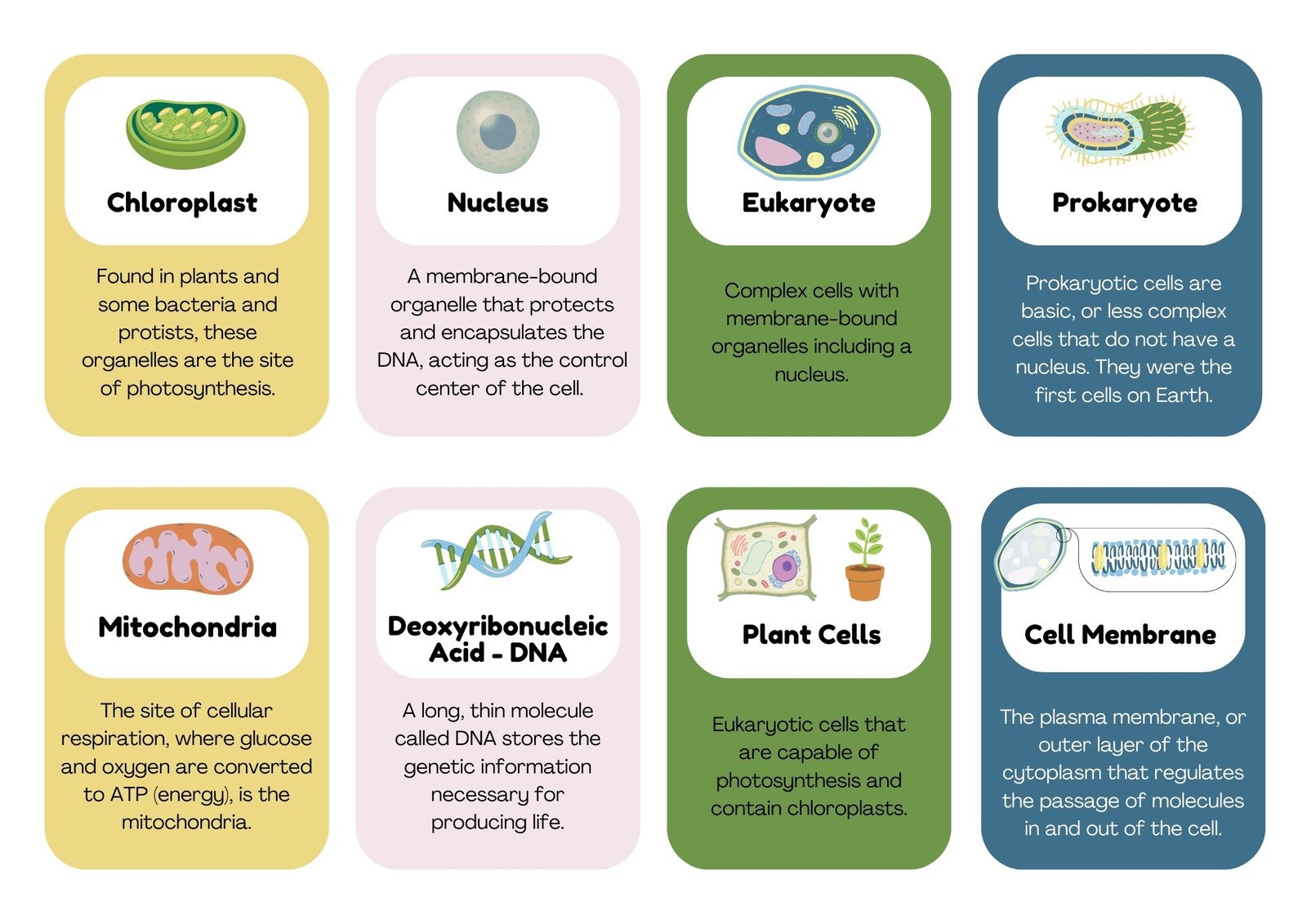 Free Science Flashcard Templates To Edit And Print Canva
