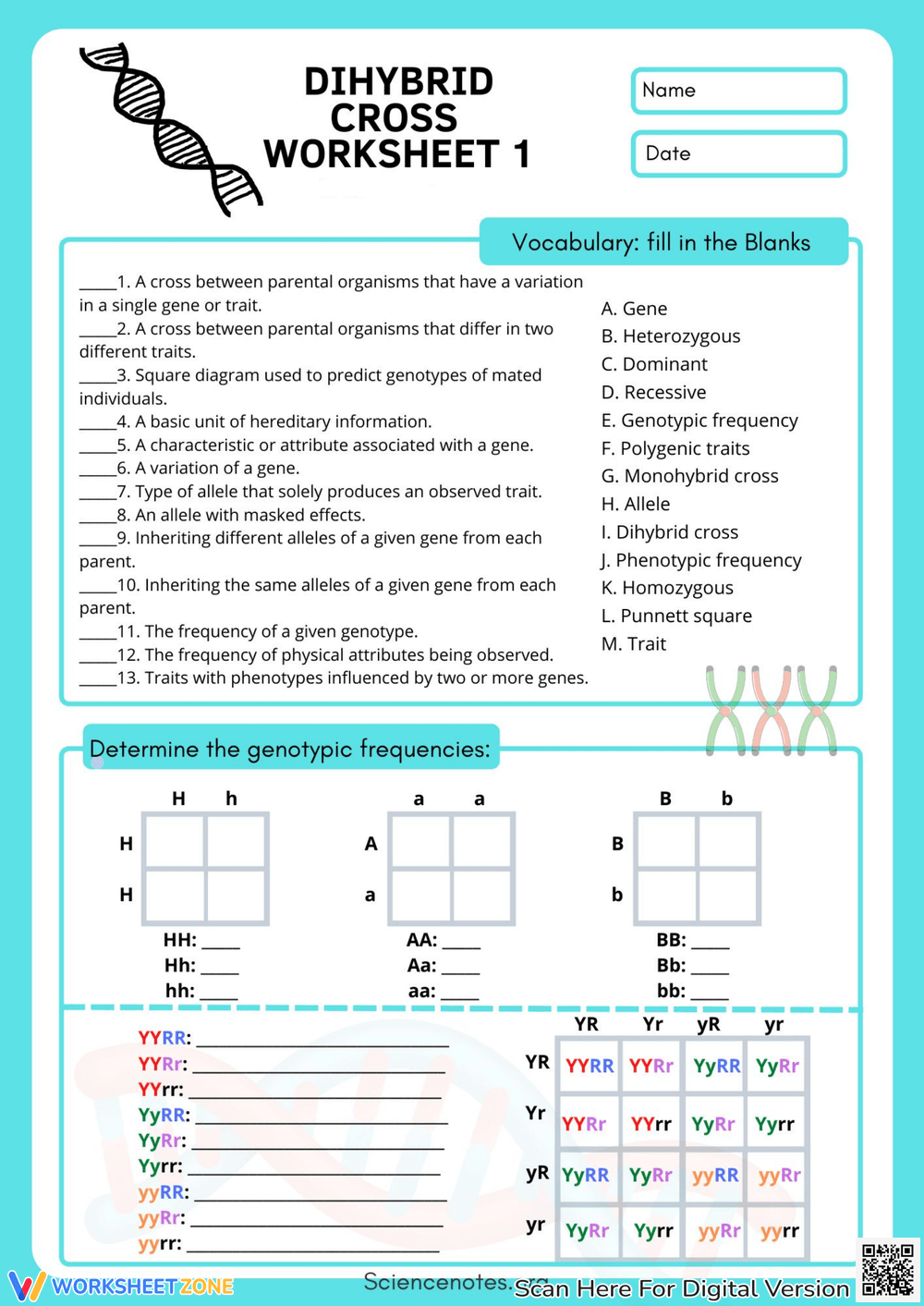 Grade 9 Dihybrid Cross Worksheets Printable