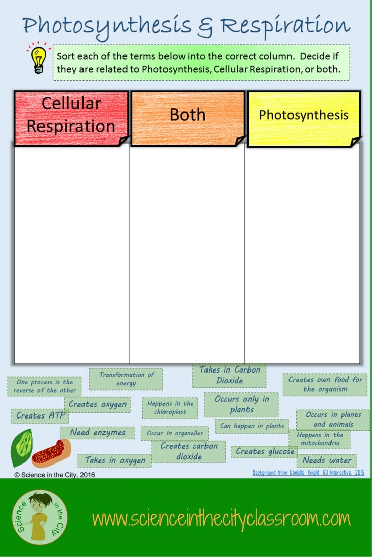 photosynthesis and cellular respiration worksheet