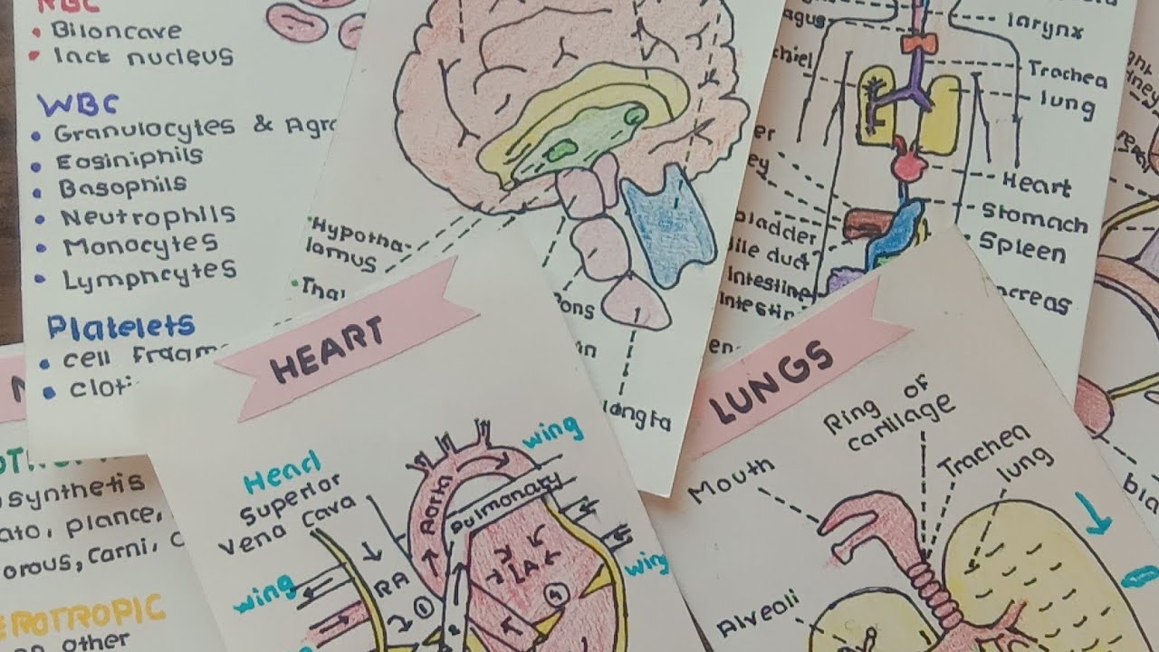 How To Make Aesthetic Biology Flashcards To Learn Quickly Mew Appleby YouTube
