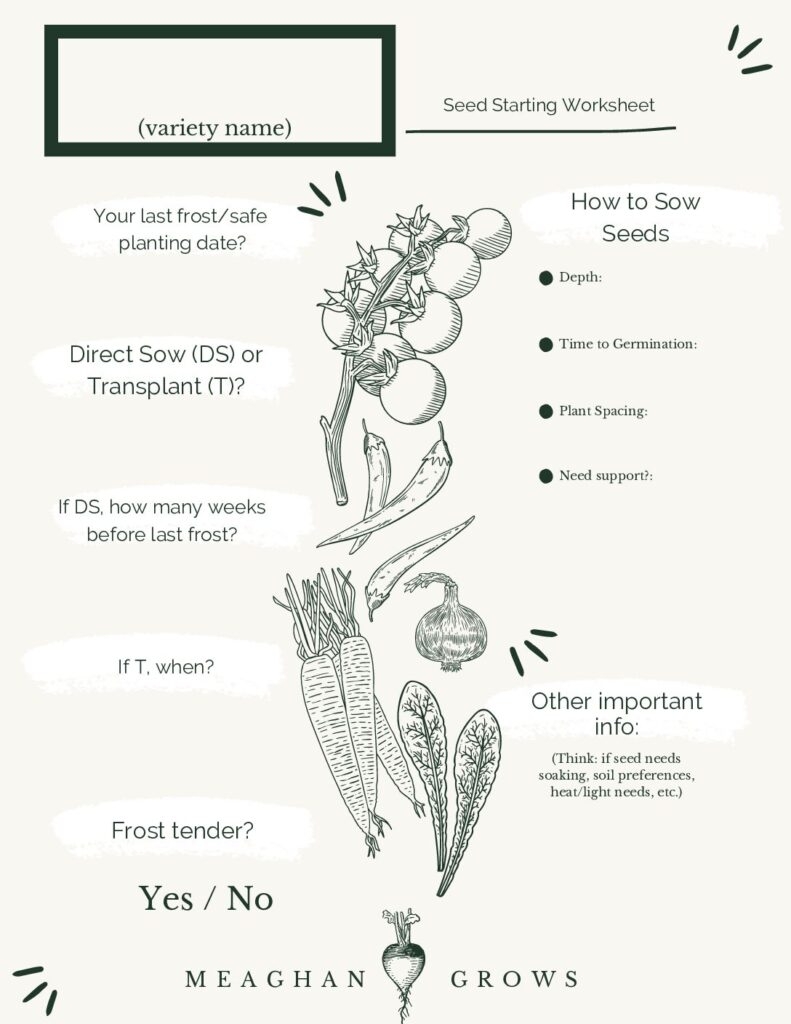 How To Read A Seed Packet for Beginner Gardeners Meaghan Grows