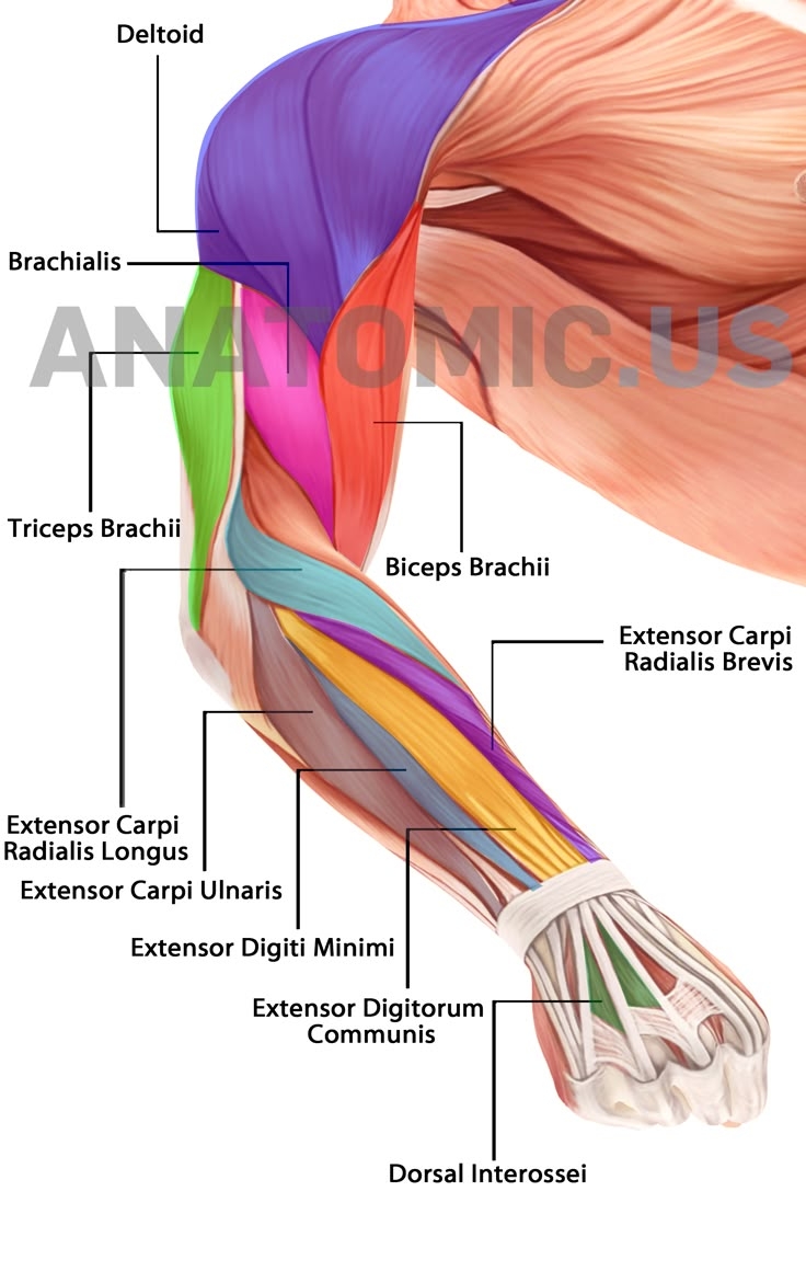 anatomy muscle flashcards