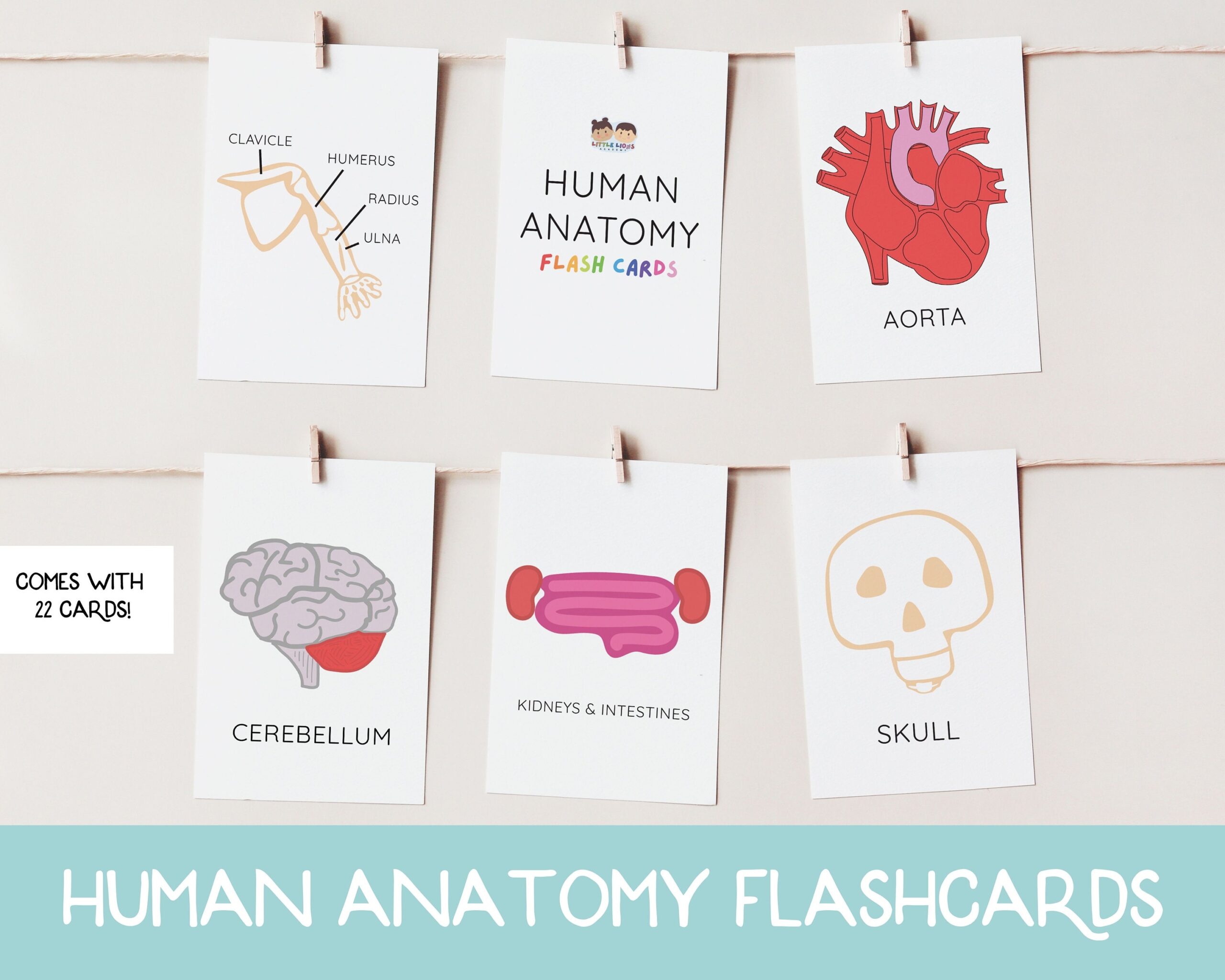 Human Anatomy Flash Cards Brain Anatomy Homeschool Curriculum Herz Anatomie Vorschule Druckbar Anatomie Karten Etsy de