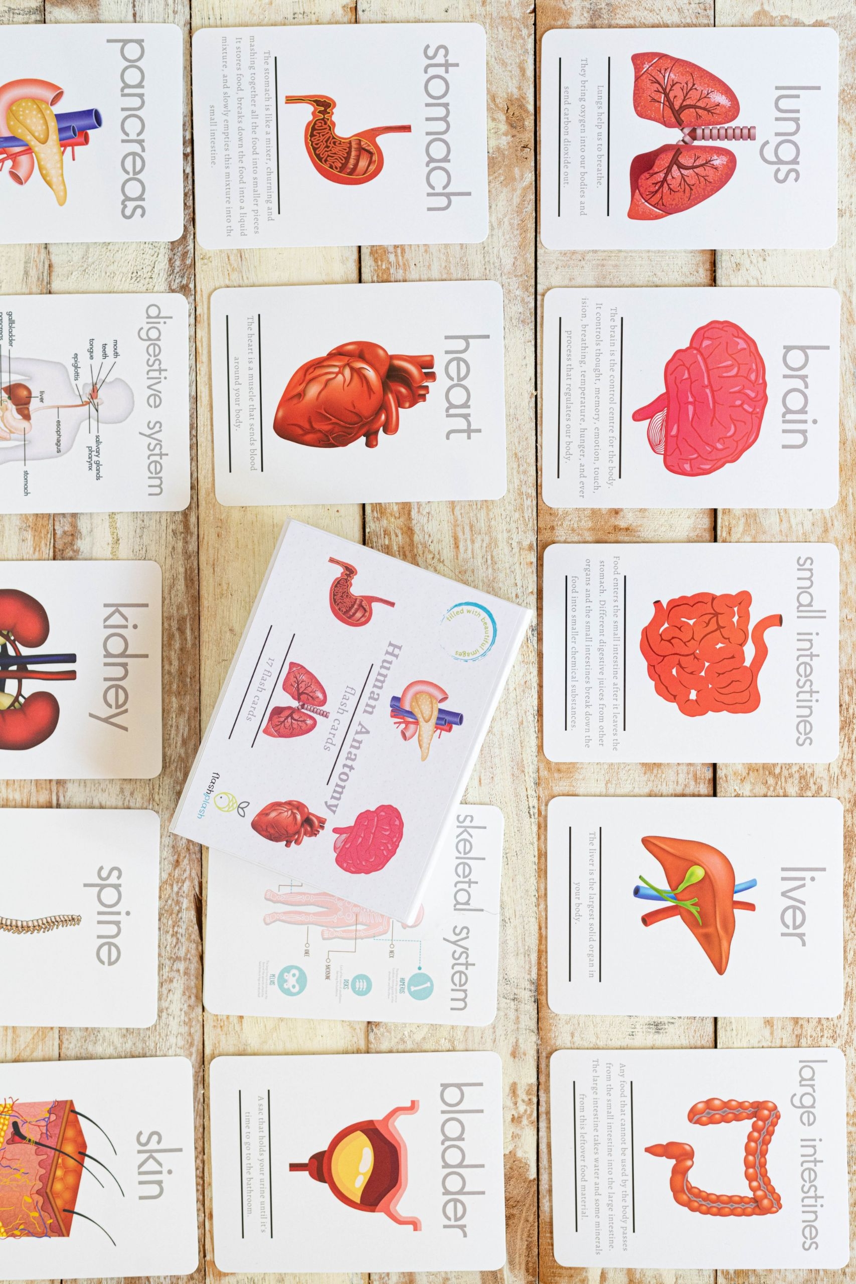 Human Anatomy Flashcards The Design Collective Store