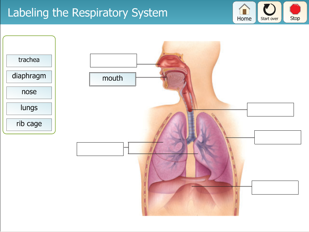 Human Body Respiratory System