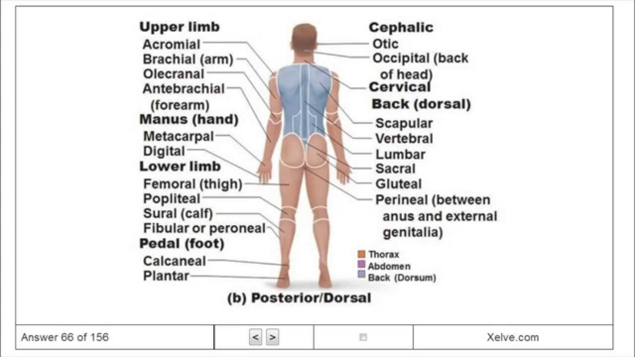 Introduction To Human Anatomy And Physiology 1 The Human Body An Orientation Flashcards YouTube