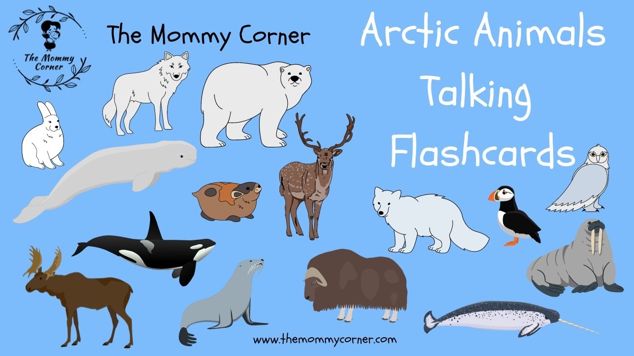 Learn English For Kids Arctic Animals Talking Flashcards The Mommy Corner YouTube