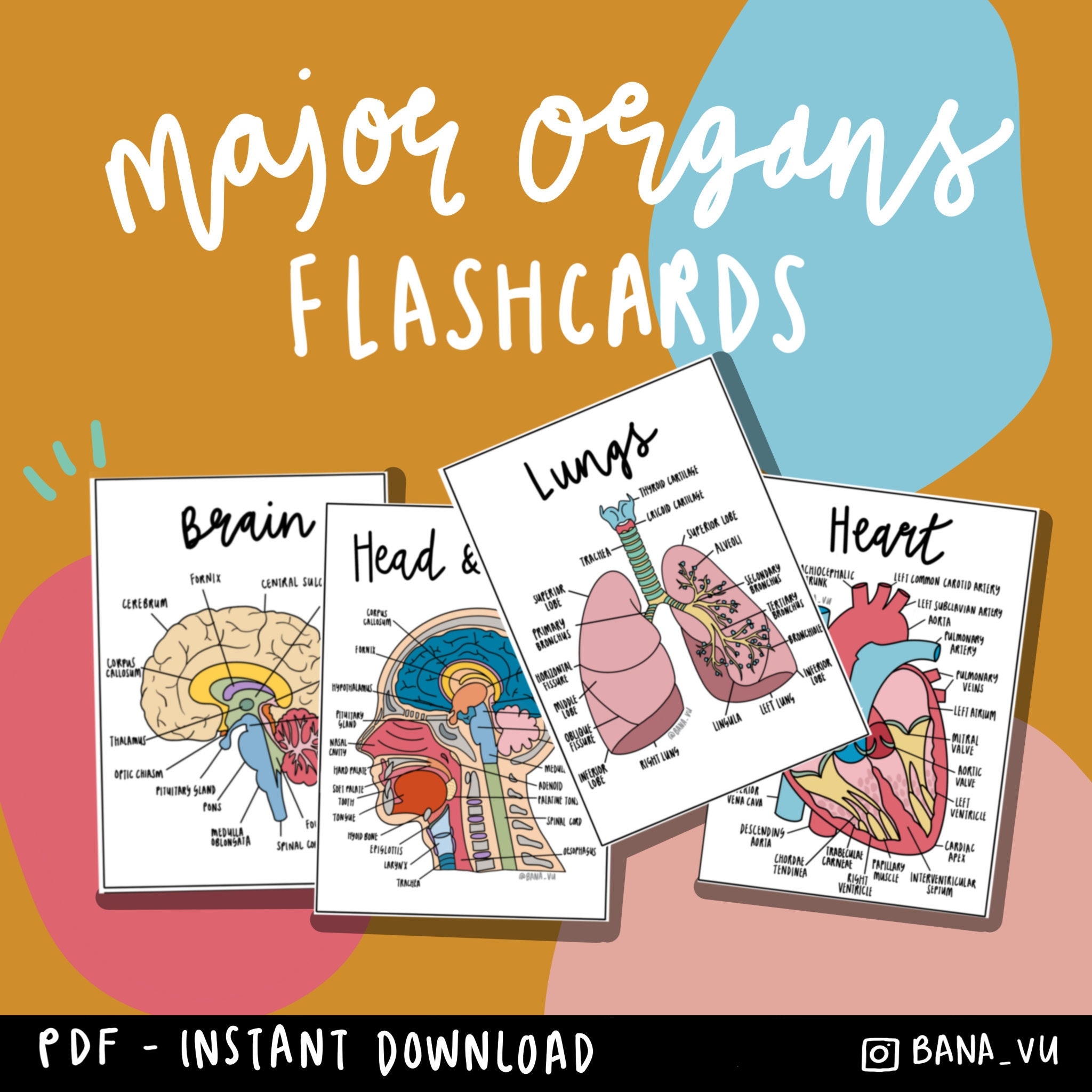 Major Organs Anatomy Flashcards PDF Etsy Australia