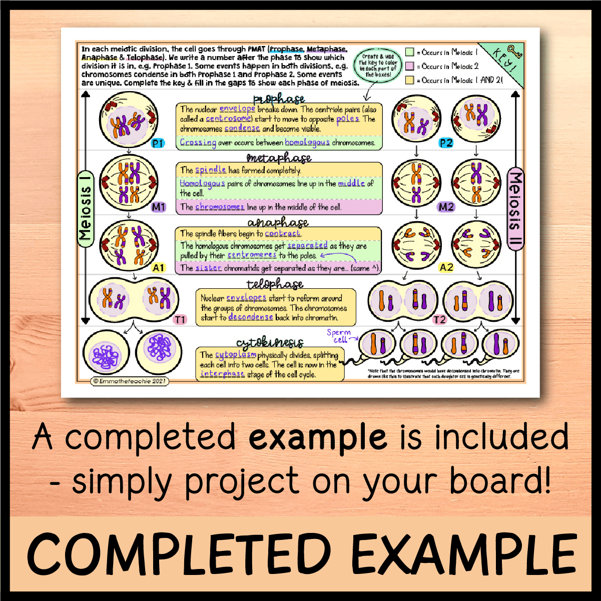 meiosis worksheet answer key