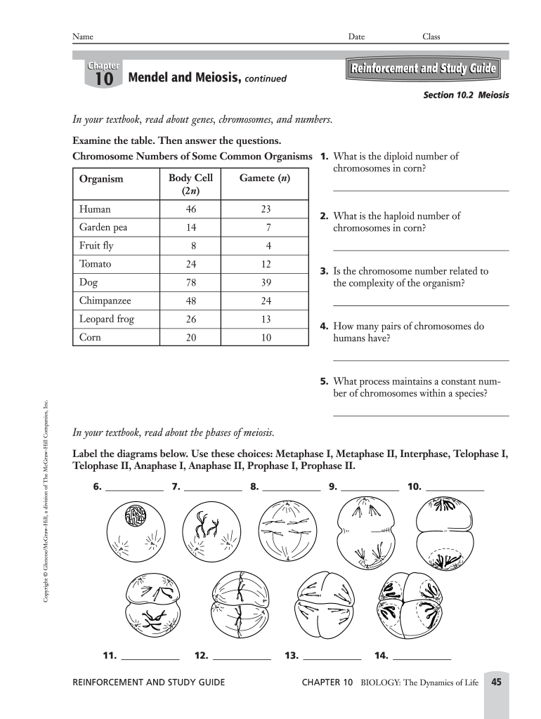 Meiosis Worksheet Pdf Answers Fill Out Sign Online DocHub
