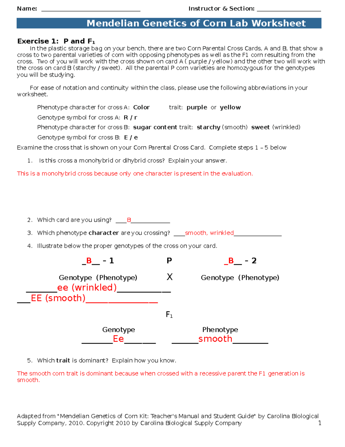 mendelian genetics worksheet