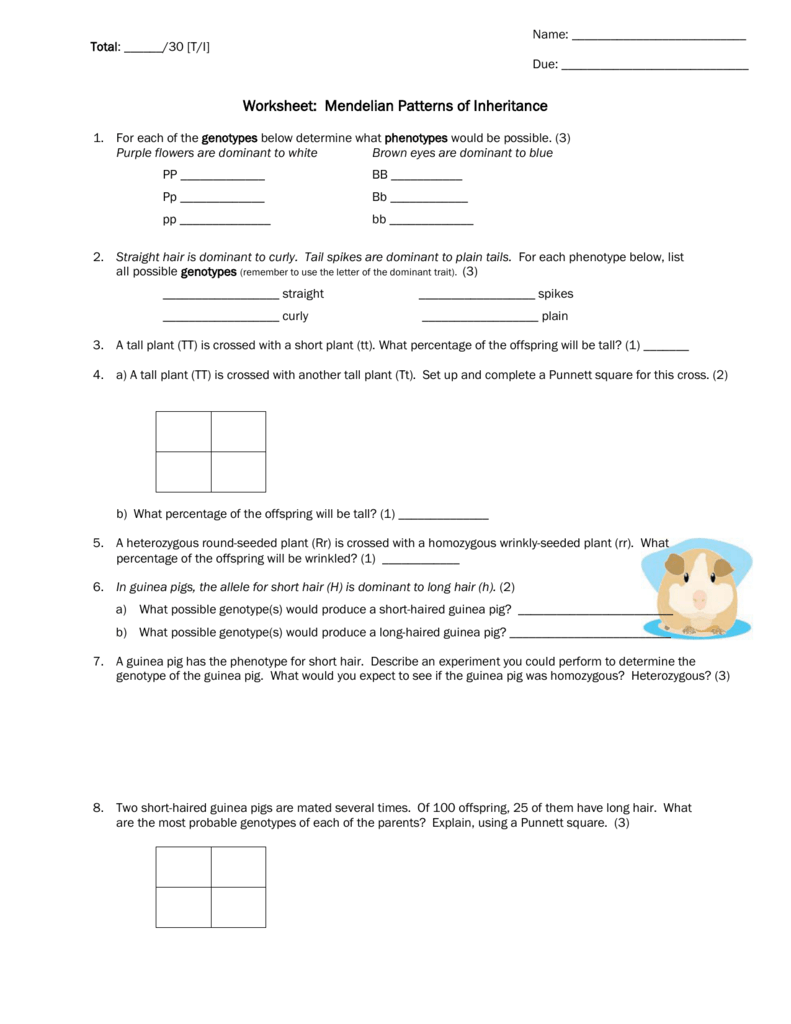 Mendelian Genetics Worksheet Punnett Squares Inheritance