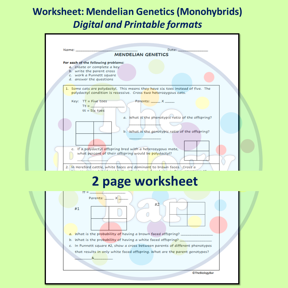 Mendelian Genetics Worksheets Made By Teachers