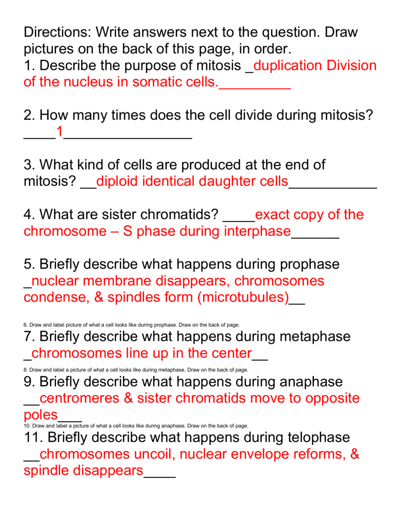 mitosis worksheet answers