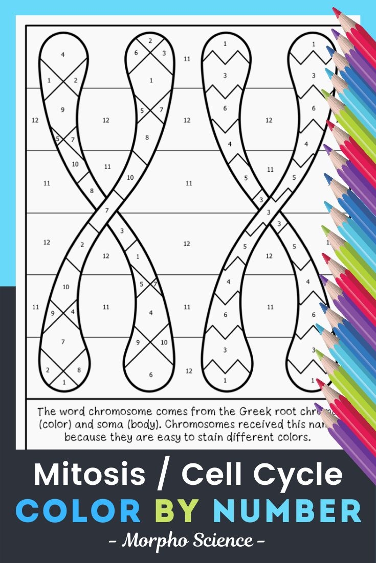 Mitosis Cell Cycle Color By Number Activity