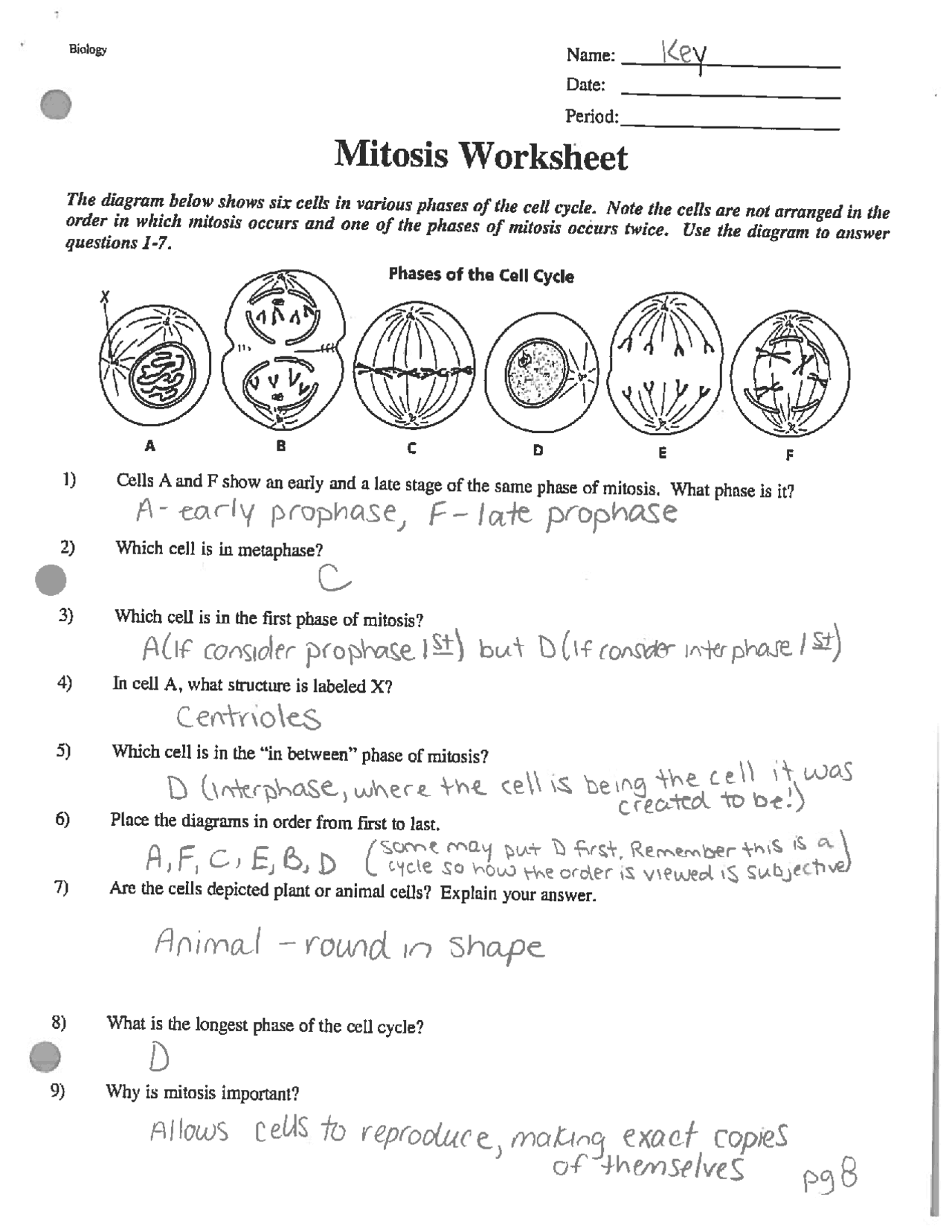 Mitosis Worksheet Answer Key Honors Biology Exercises Cell Biology Docsity
