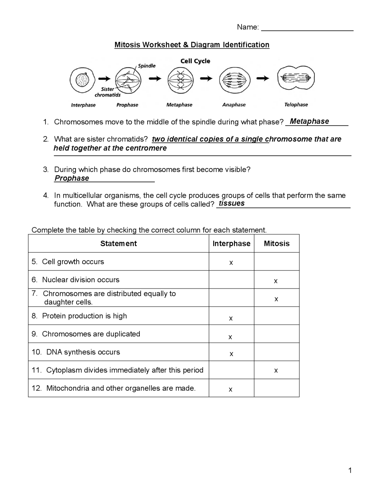 MITOSIS Worksheet Key Exercises Biology Docsity
