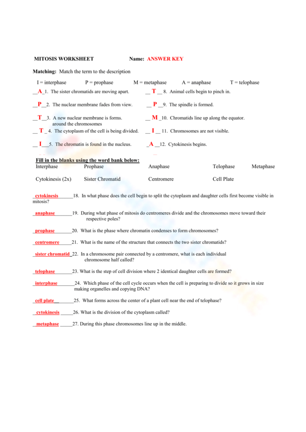 Mitosis Worksheets Printable