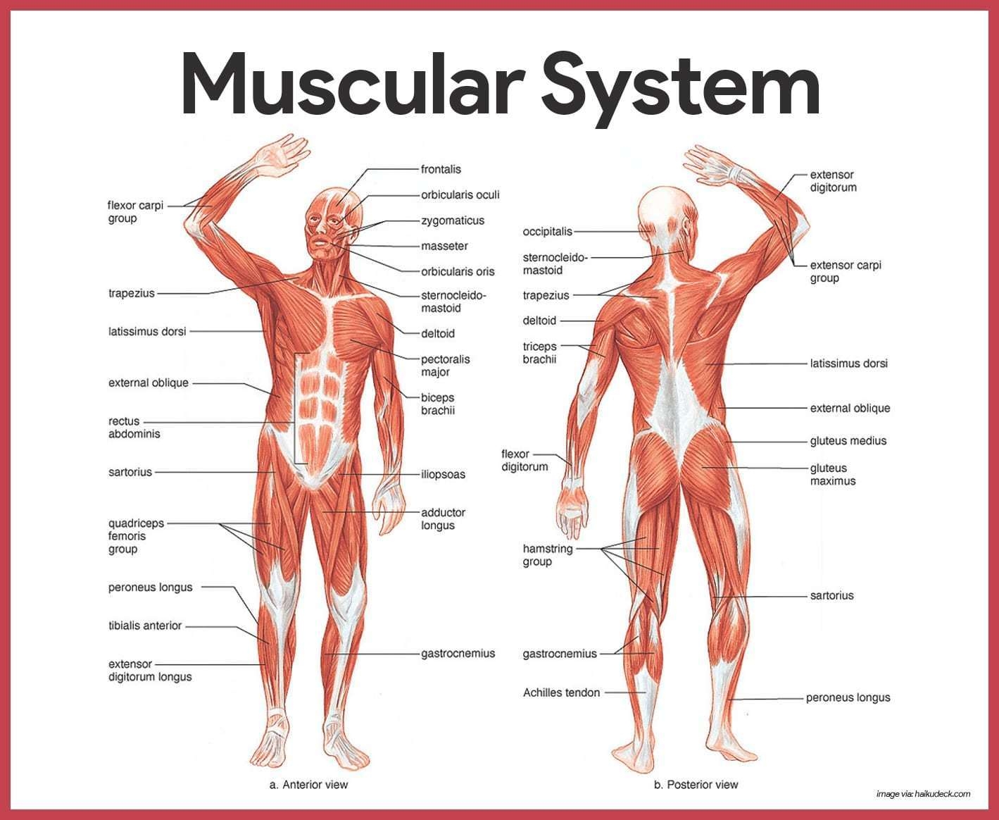 MUSCULAR SYSTEM Flashcards