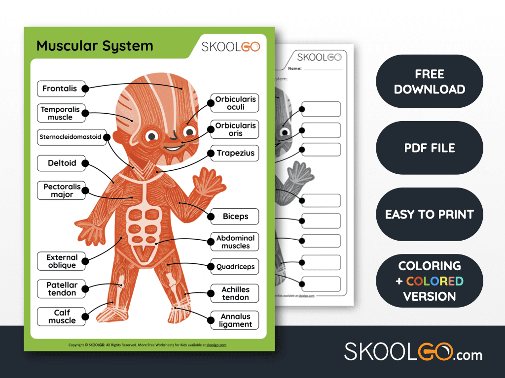 Muscular System Free Worksheet For Kids SKOOLGO