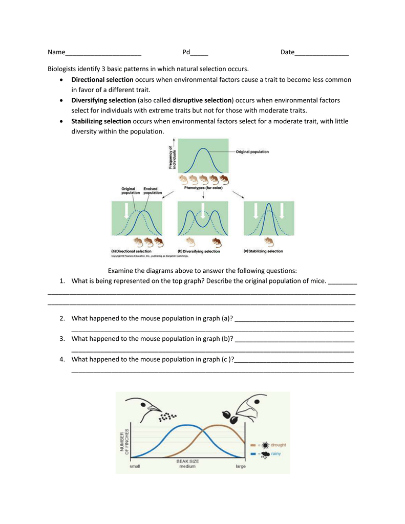Natural Selection Worksheet Directional Diversifying Stabilizing