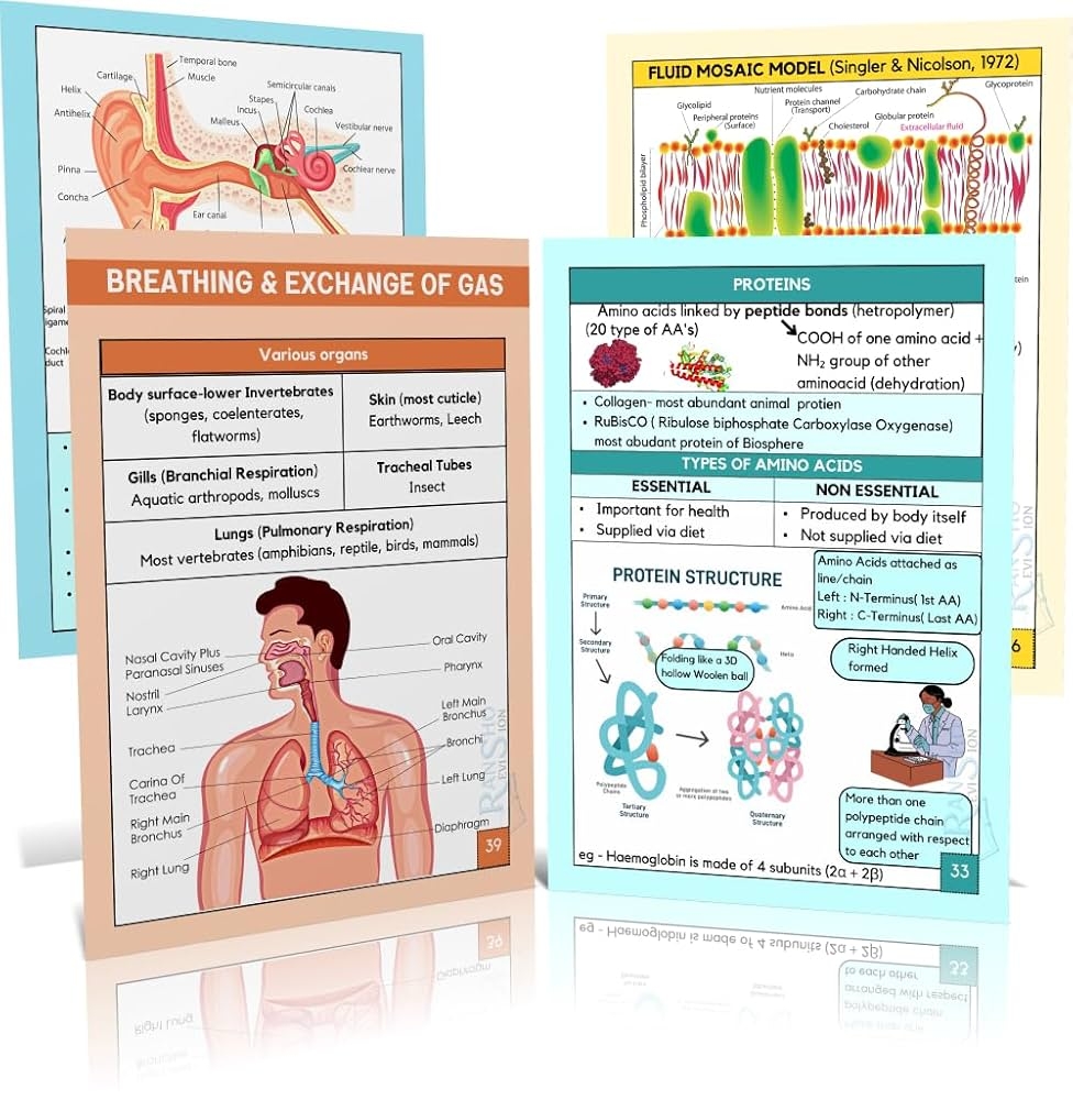 NCERT Based NEET UG Biology Flashcards For Class 11th Rans2ho Chemistry Amazon in Office Products