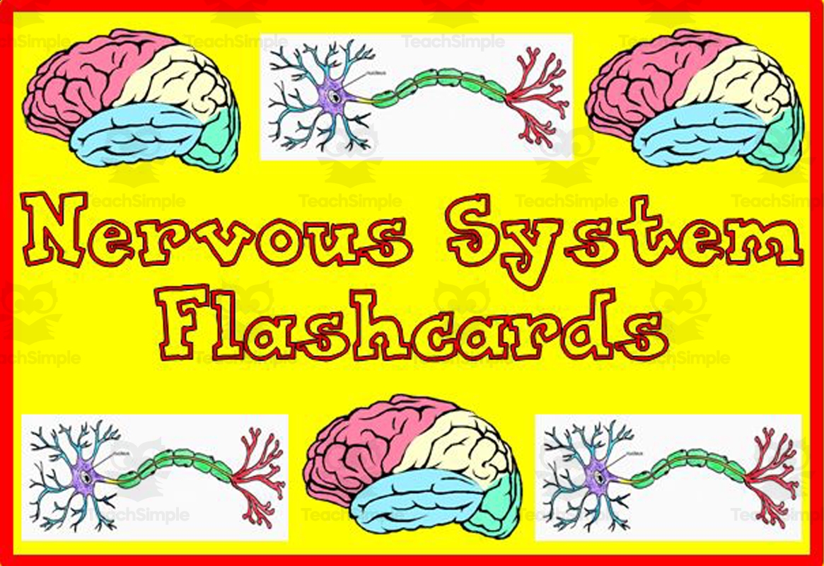 Nervous System Flash Cards By Teach Simple