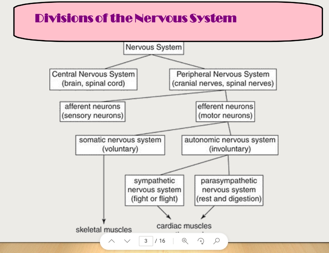Nervous System Flashcards Knowt