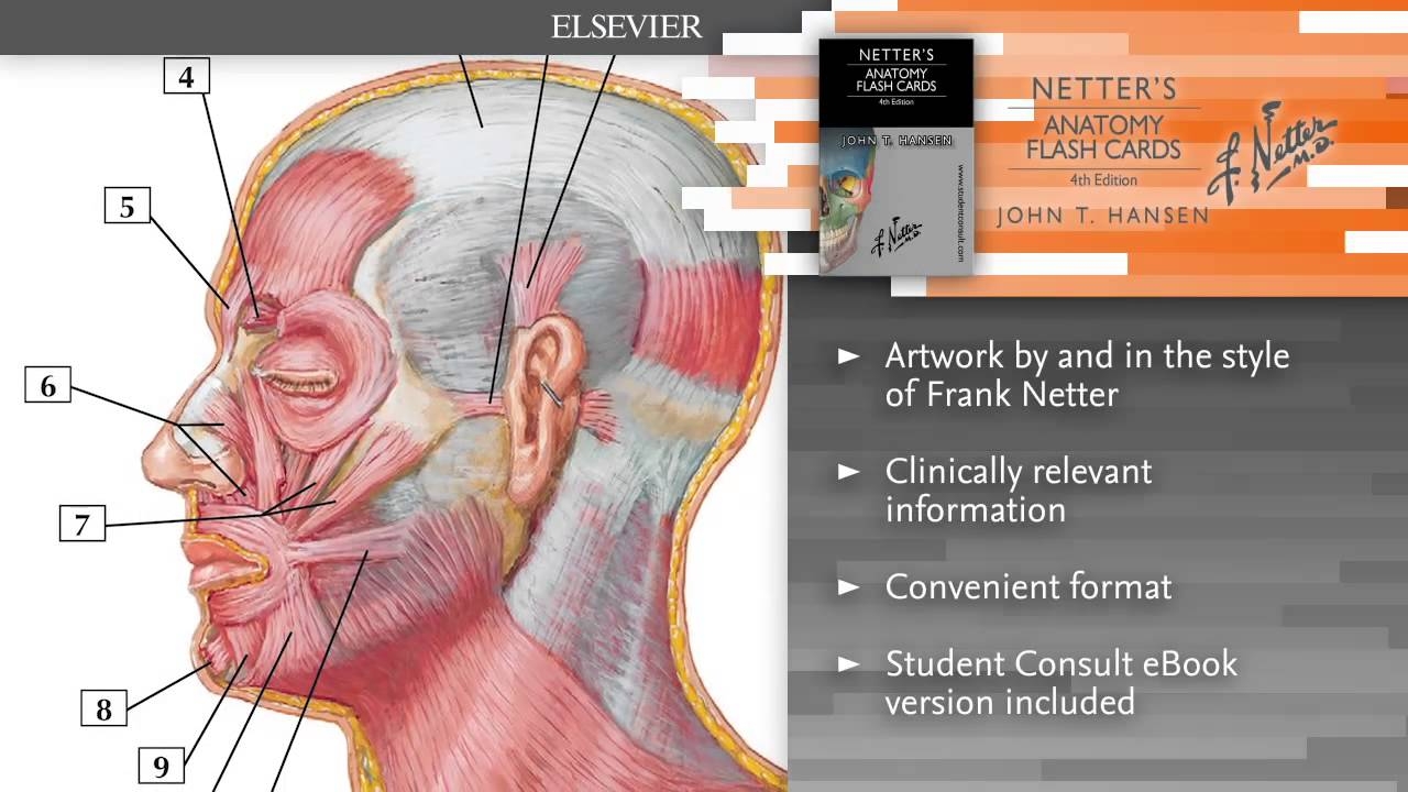 netters anatomy flashcards
