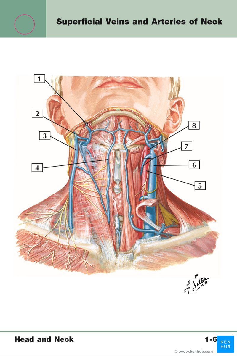 Netter s Anatomy Flash Cards Review Kenhub