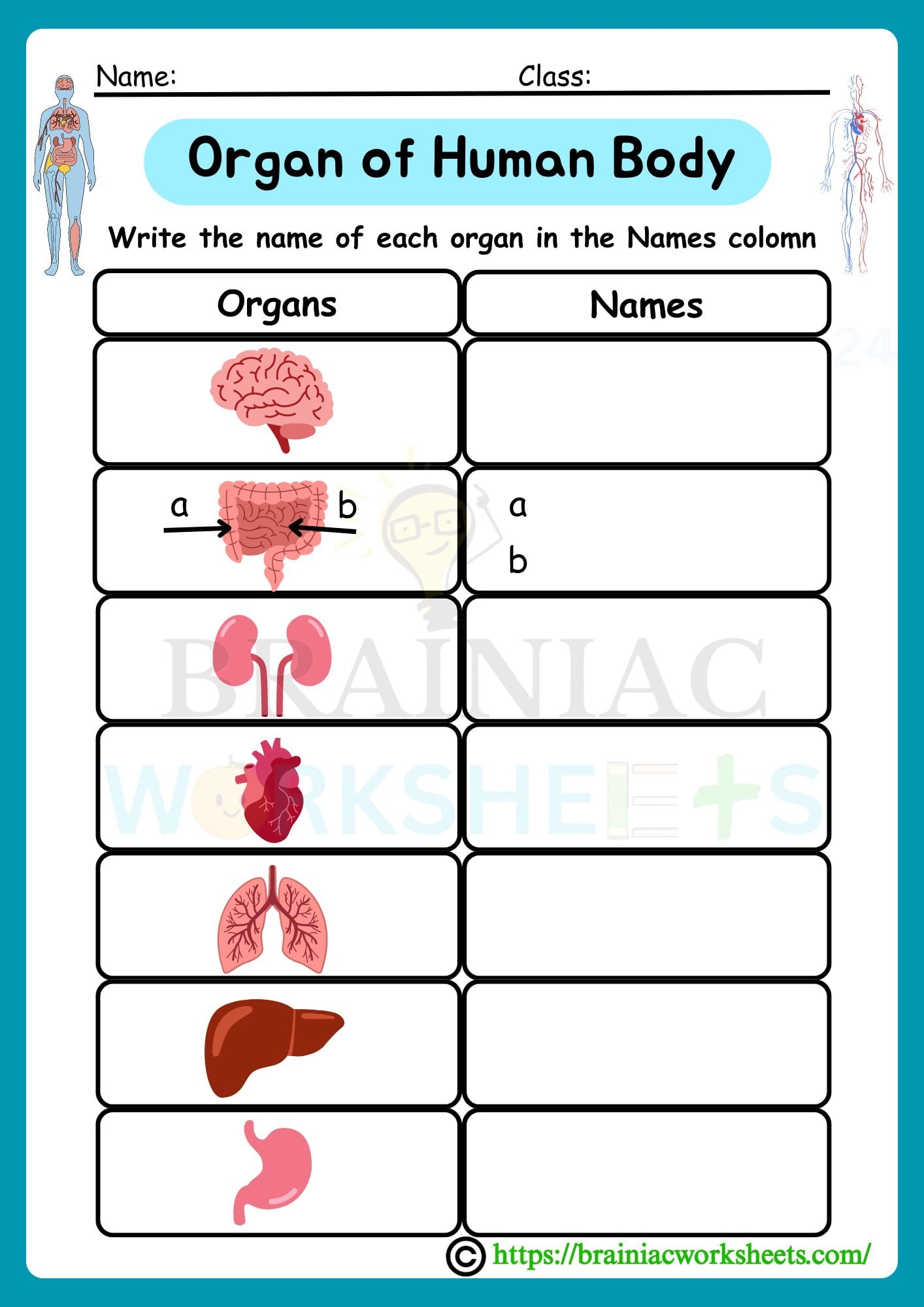 Organs Of Human Body Science Worksheet For Class 3 Brainiac Worksheets