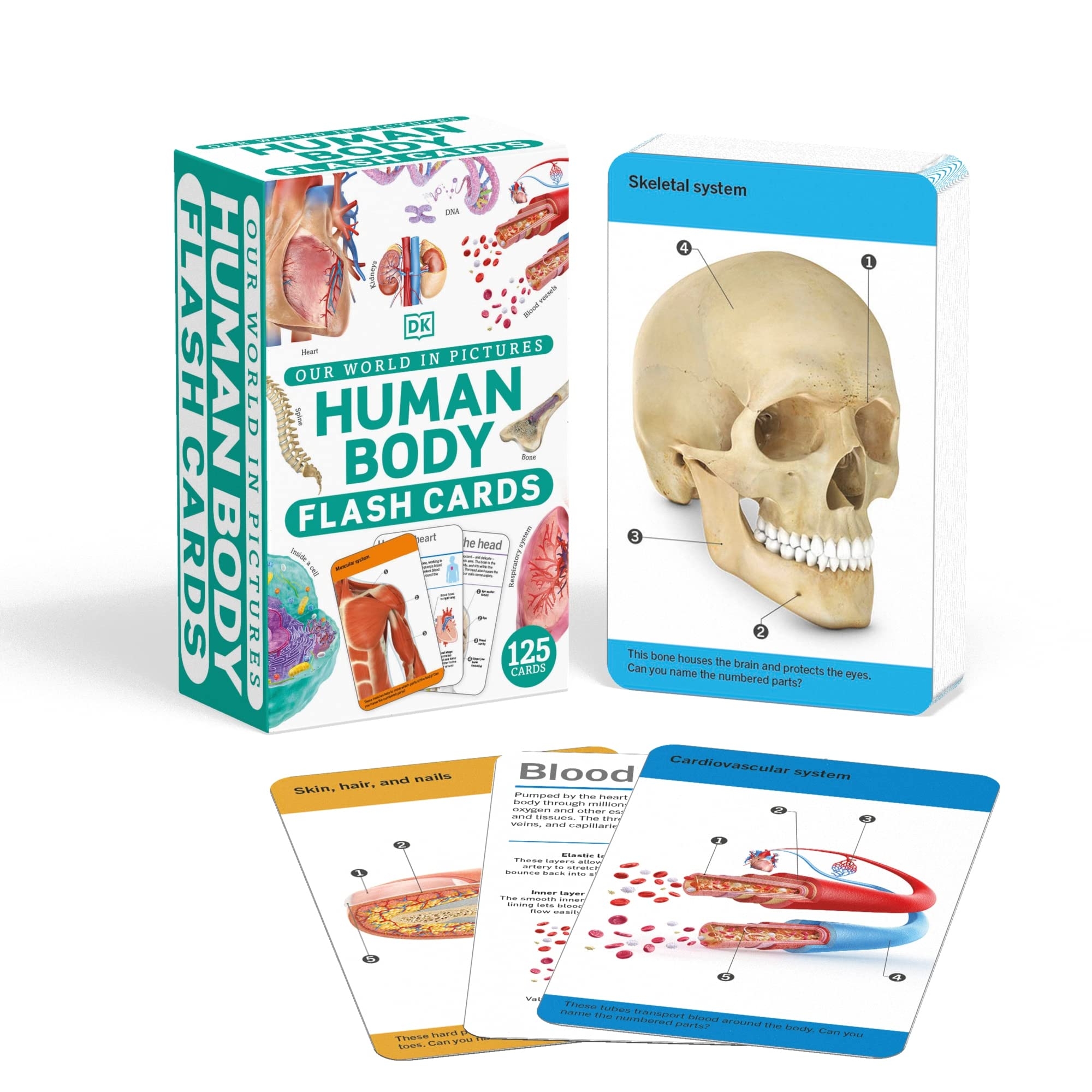 Our World In Pictures Human Body Flash Cards DK Our World In Pictures DK Amazon de Books