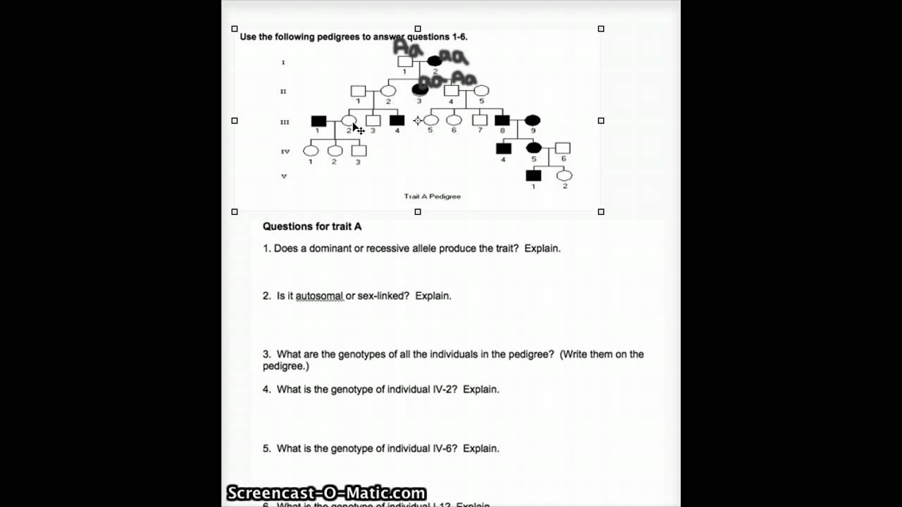 pedigree practice worksheet