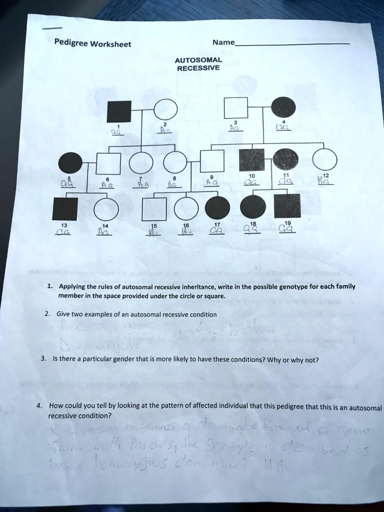 genetics pedigree worksheet