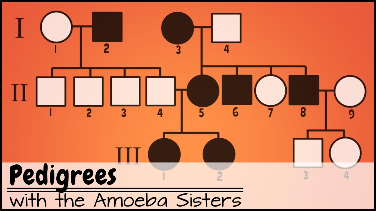 pedigree worksheet answer key