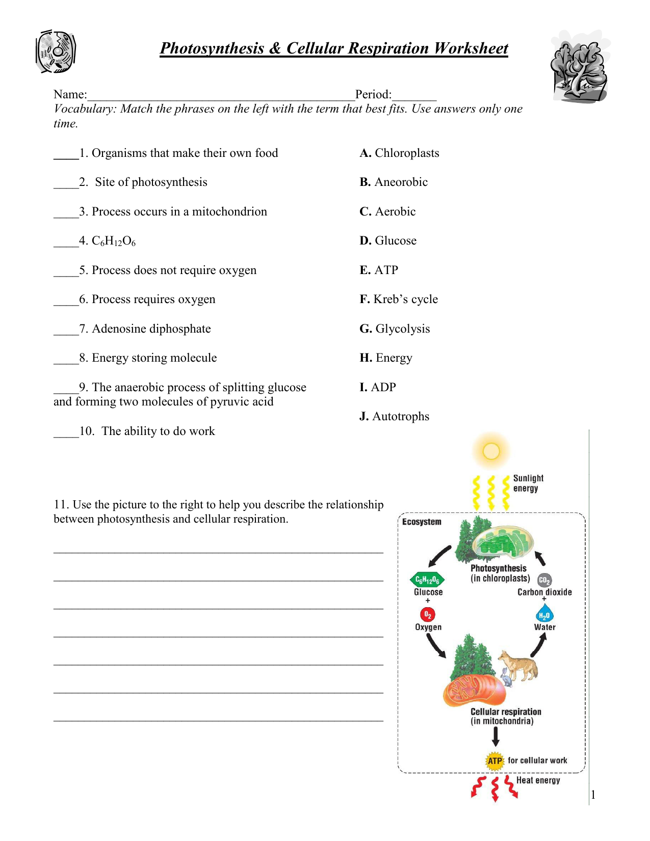 Photosynthesis Cellular Respiration Worksheet
