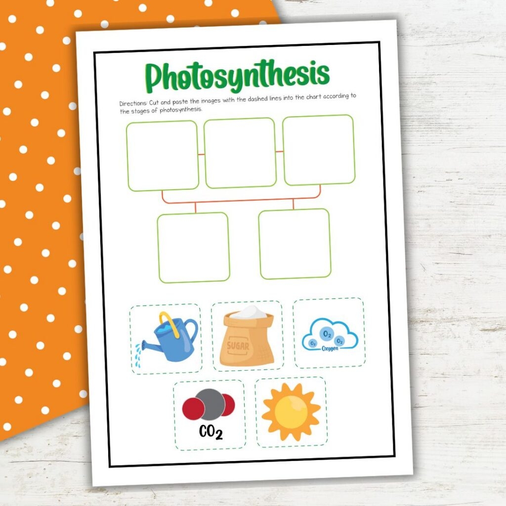 Photosynthesis Worksheets For 2nd Grade Science Fun