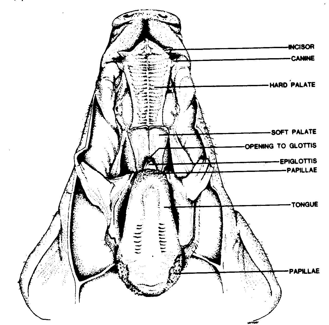 fetal pig dissection pre lab worksheet