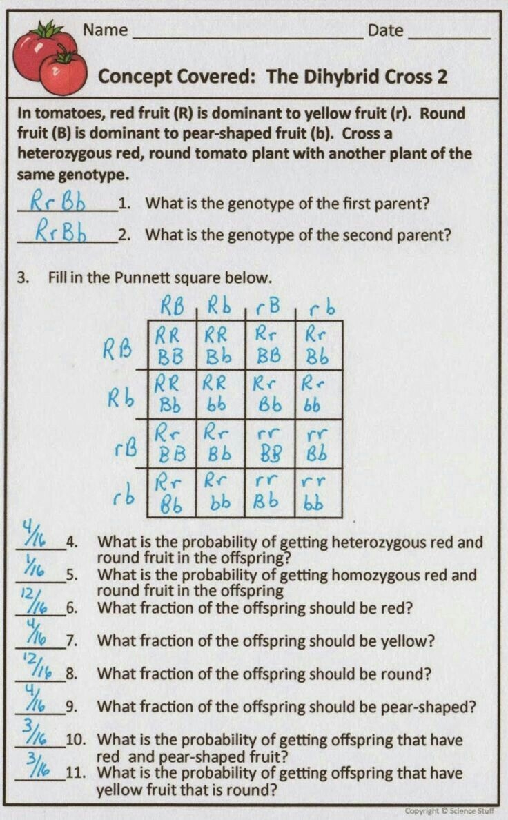 Pin By SAHAR HOUSSIEN On Science Biology Interactive Notebook Dihybrid Cross Word Problem Worksheets